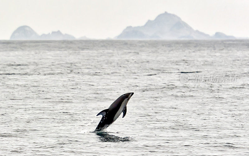 太平洋白边海豚(Lagenorhynchus obliquidens)，也被称为钩鳍海豚，是一种非常活跃的海豚，发现于北太平洋的凉爽或温带水域。靠近法拉隆群岛的太平洋